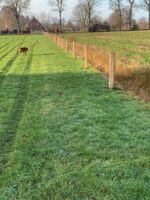 Gekloofde eiken afrasteringpalen op een rij