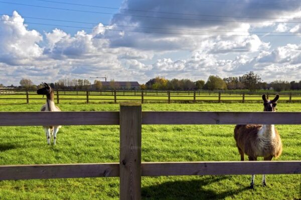 Hekwerk Oklahoma Oklahoma omheining